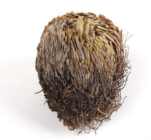 Load image into Gallery viewer, "Rose Of Jericho" - The Resurrection Plant