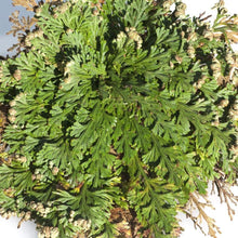 Load image into Gallery viewer, &quot;Rose Of Jericho&quot; - The Resurrection Plant
